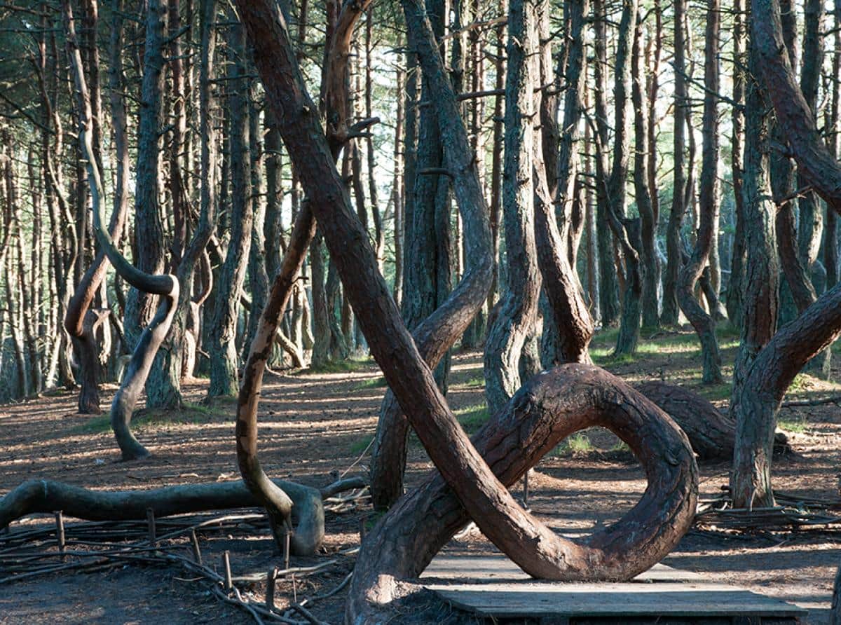 «Танцующий лес» закрывается на реконструкцию