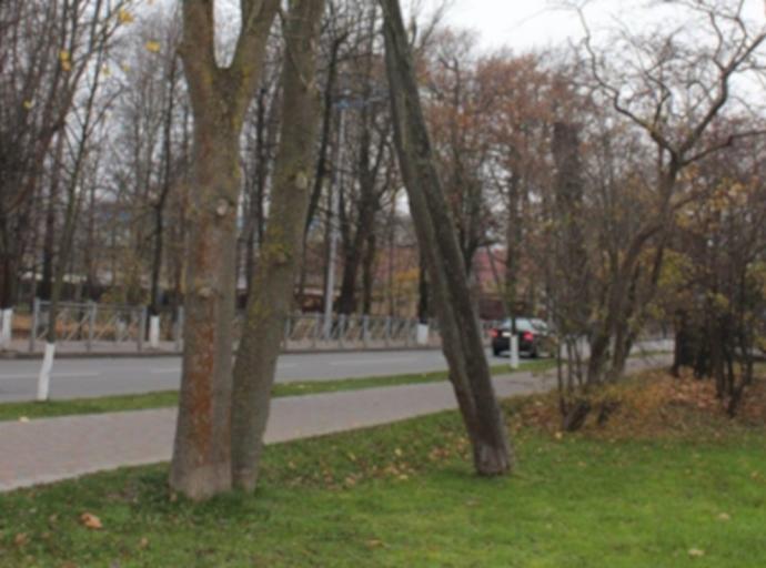 Дерево обследовано