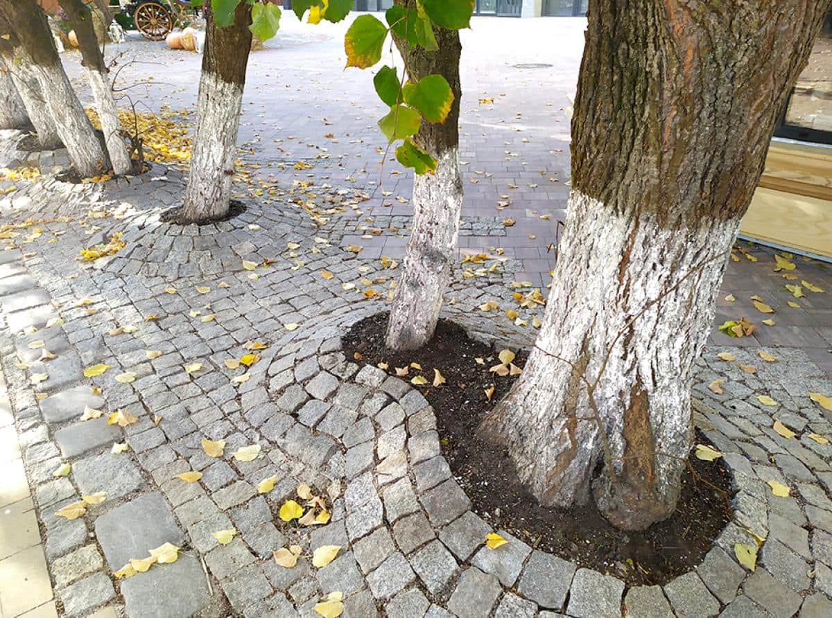 Замуровали… липы