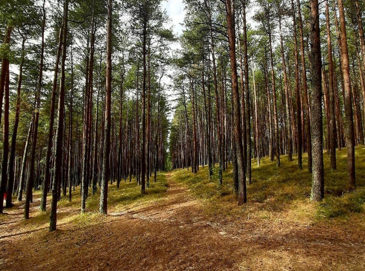 Куршская коса ждёт гостей