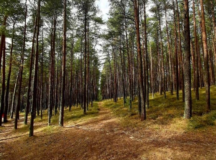 Куршская коса ждёт гостей