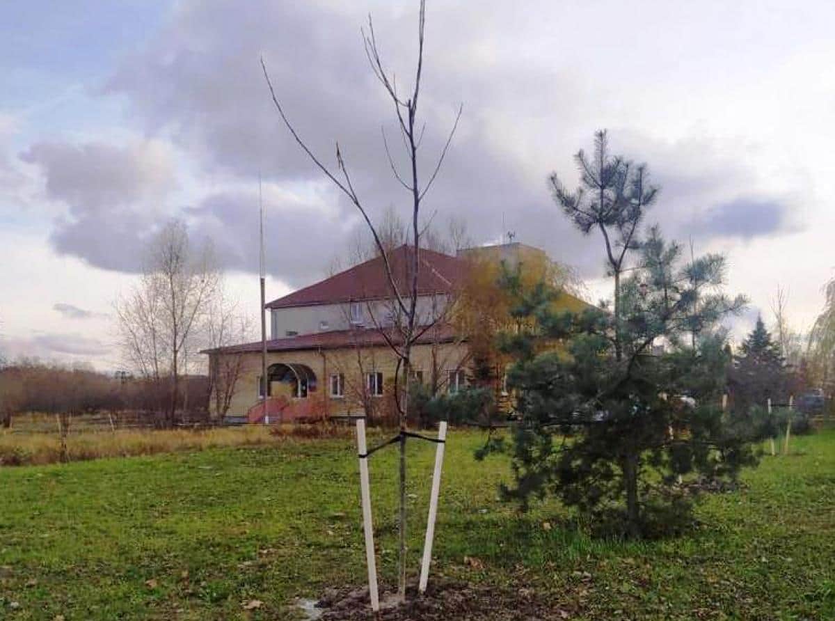 Рябины, робинии и грецкие орехи
