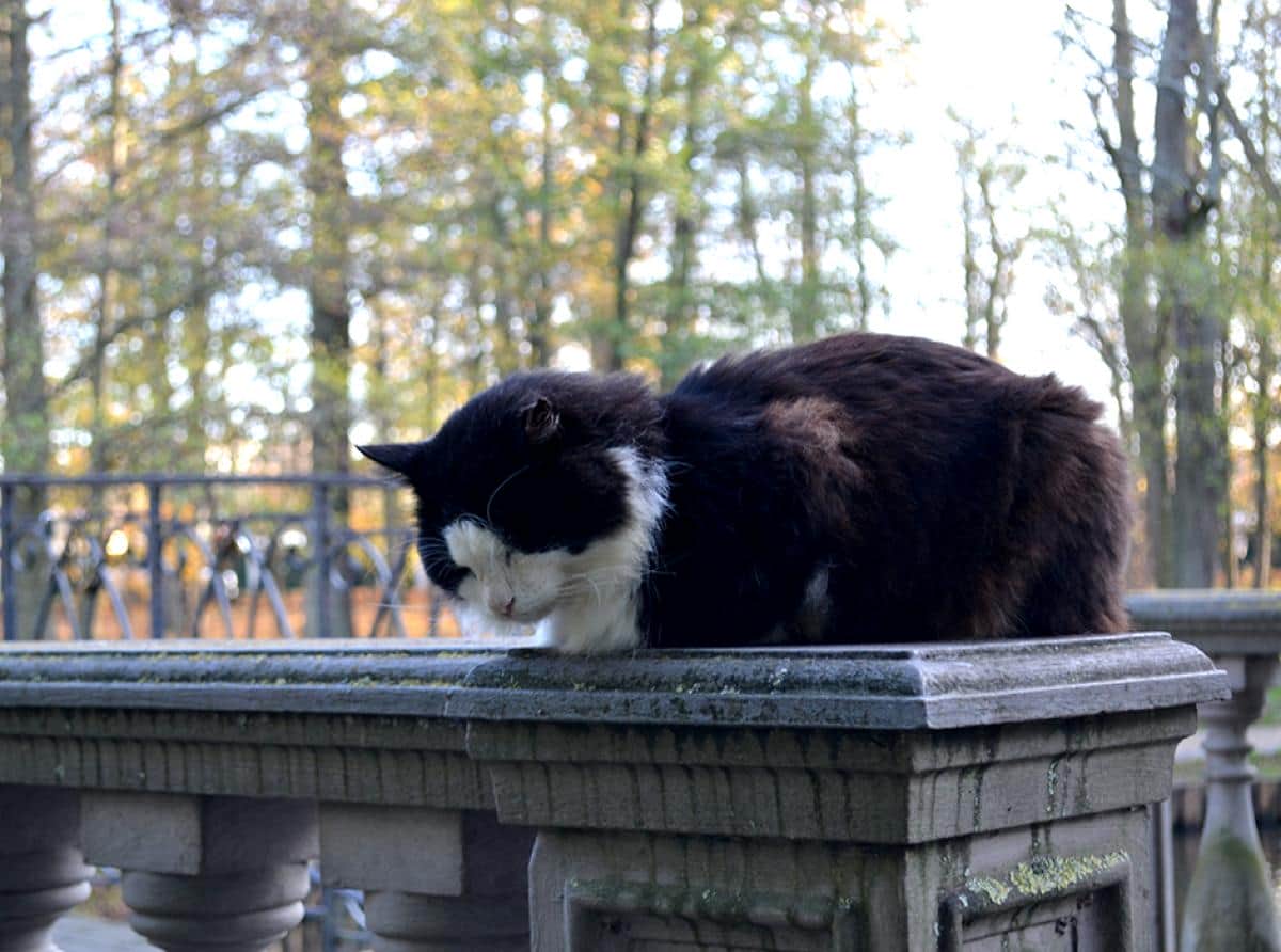Котики Зеленоградска