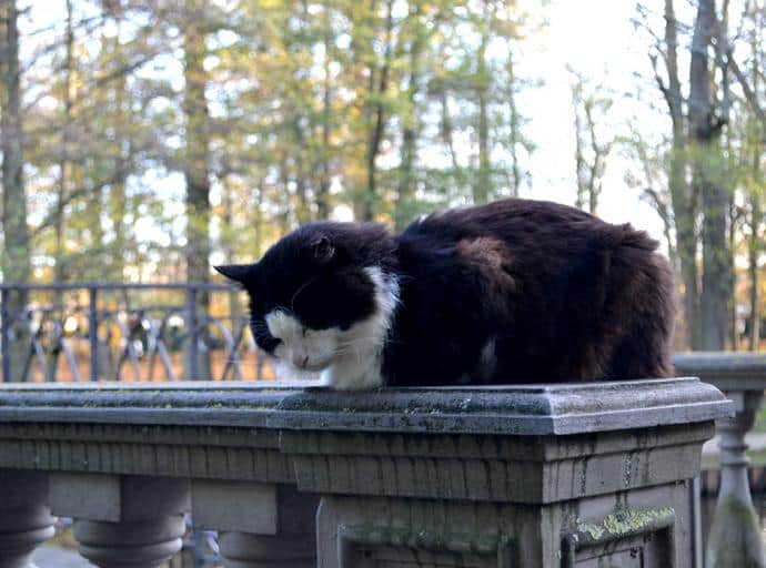 Котики Зеленоградска 