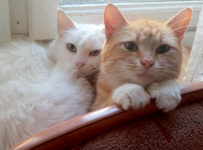 Зеленоградские коты