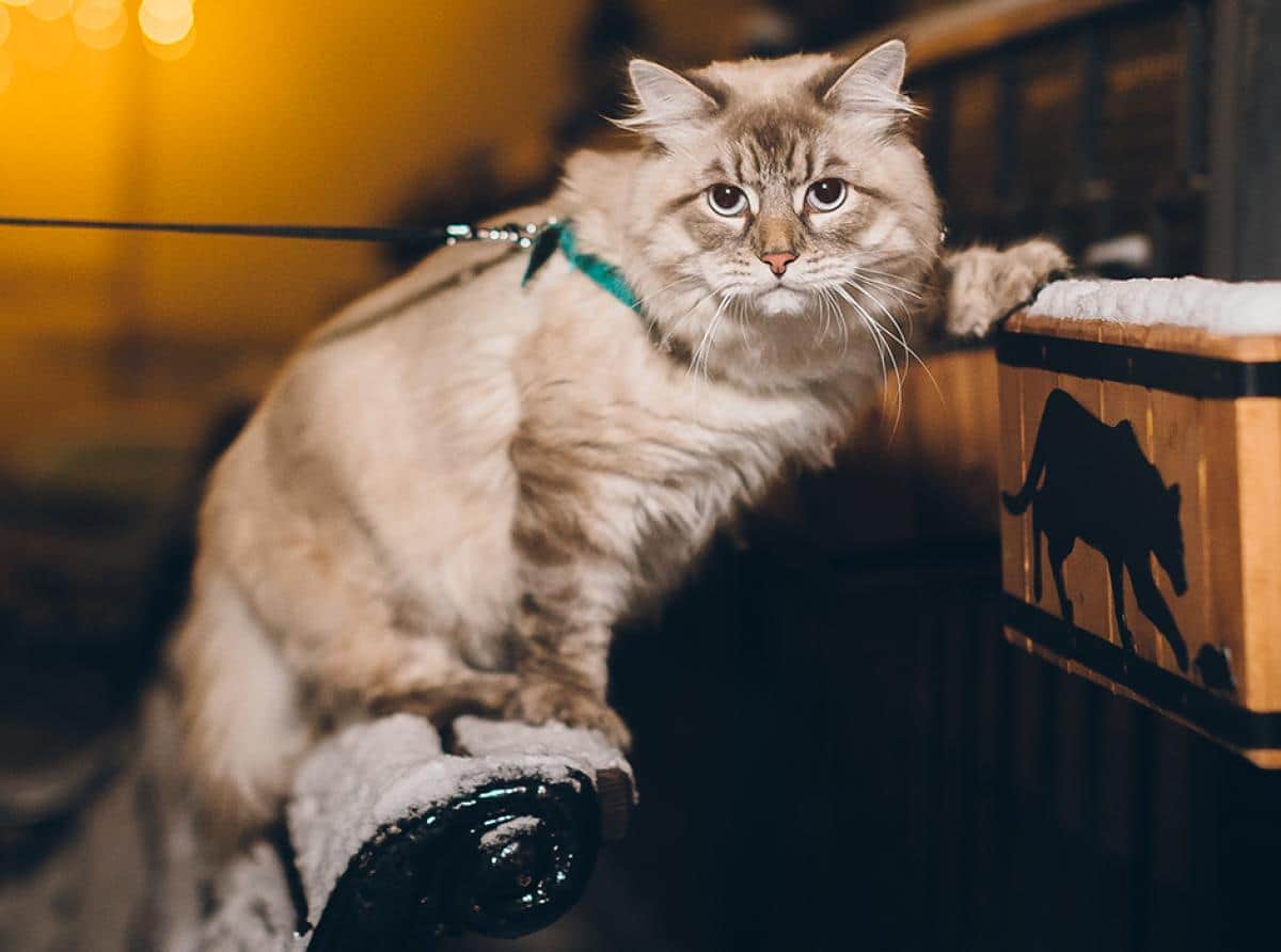 Зеленоградские коты 2