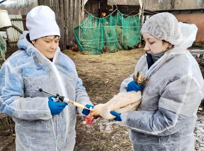 В области стартовала вакцинация домашней птицы