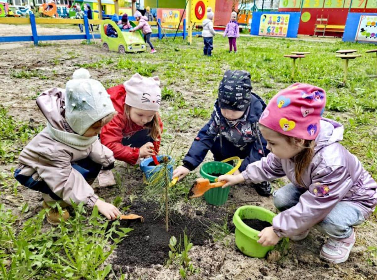 Кедры в «Сказке»