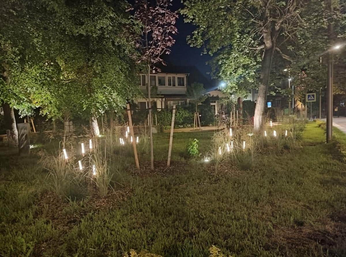Камыши, несущие свет