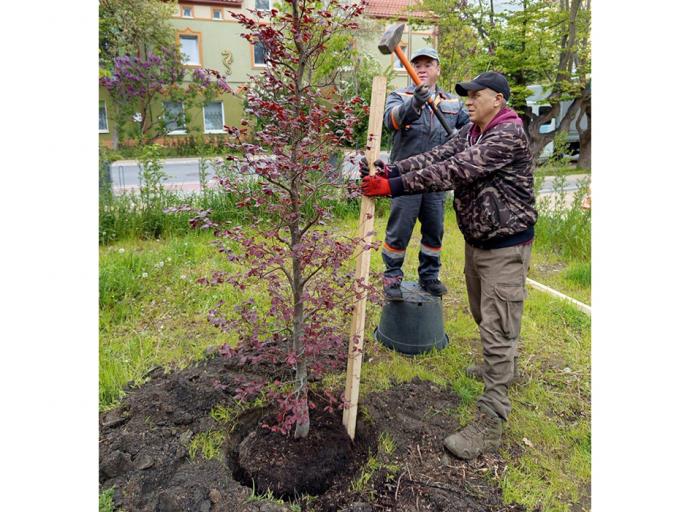 Приёмка пляжей, зелёные изгороди и автодозвон