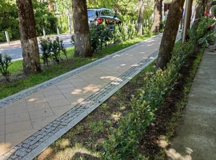 В Зеленоградске продолжается работа по формированию живых изгородей
