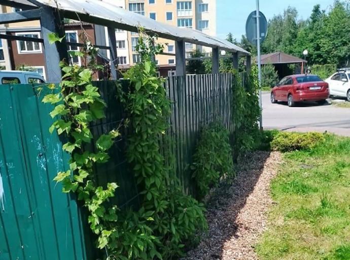 Более 200 саженцев девичьего винограда, высаженных этой весной, создадут «зелёные завесы» для площадок для сбора мусора в Зеленоградске