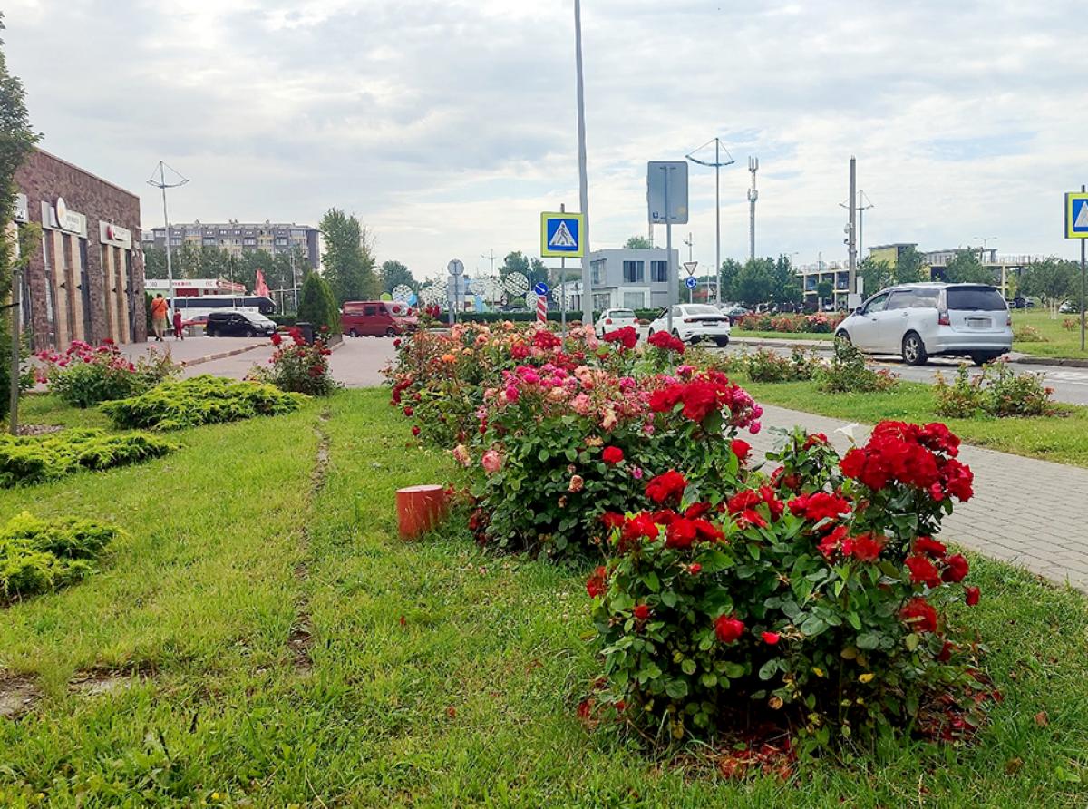 В Зеленоградске зафиксированы случаи варварской обрезки роз