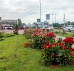 В Зеленоградске зафиксированы случаи варварской обрезки роз