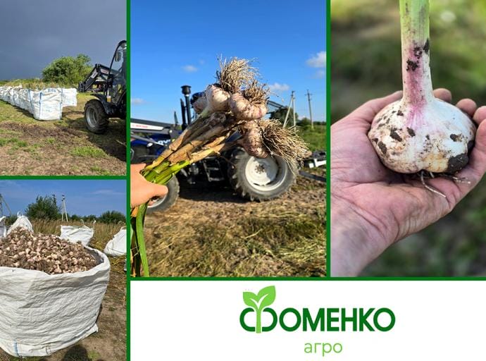 Зеленоградский фермер собрал рекордный урожай чеснока