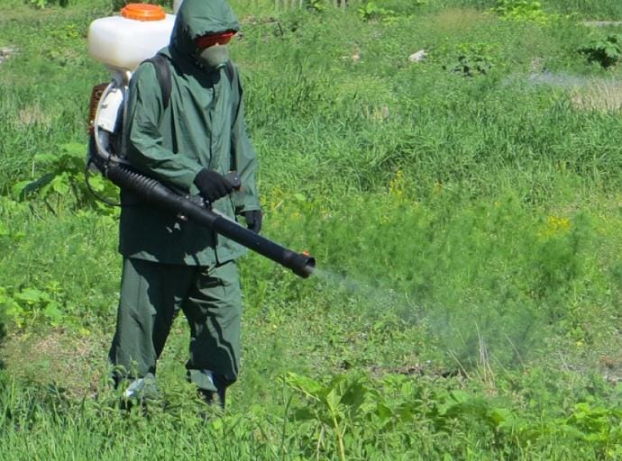 Второй этап борьбы с борщевиком