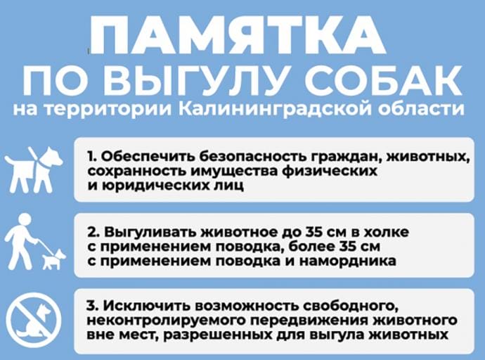 Жительница Зеленоградска подняла проблему бесконтрольного выгула собак в городе-курорте