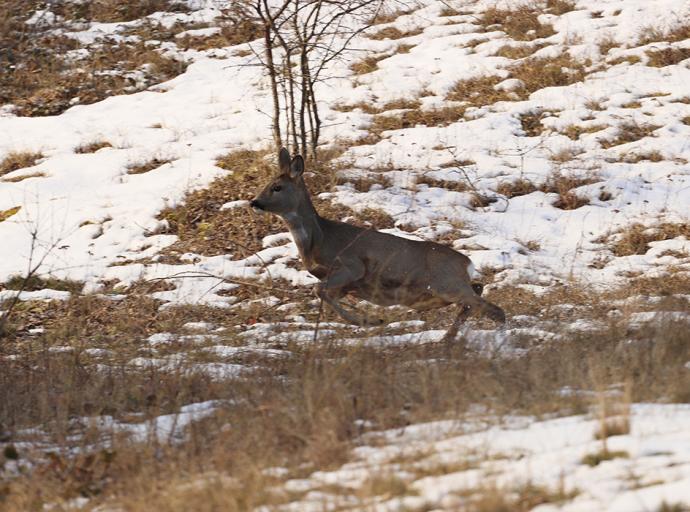 Как живёт косуля в морозном лесу