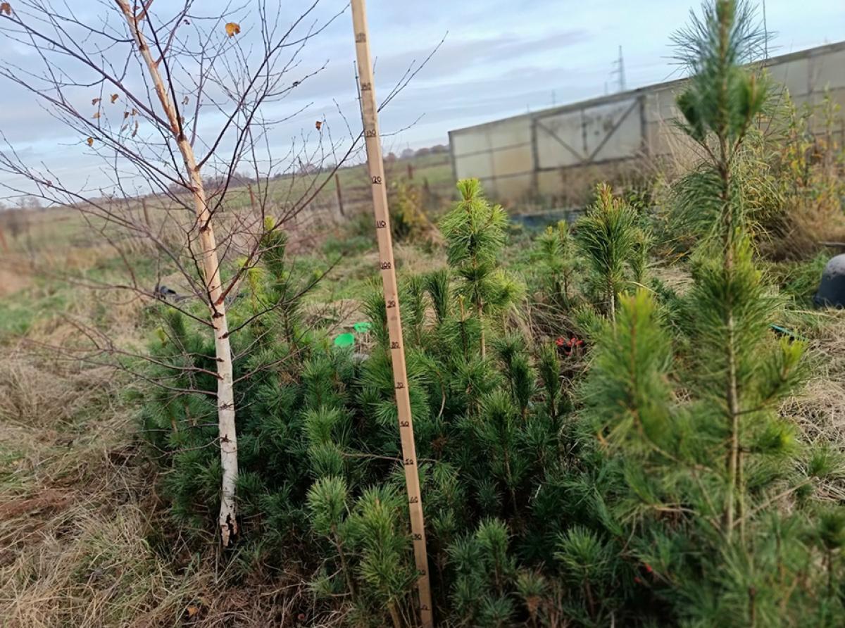 Посади свой кедр