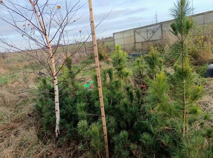 Посади свой кедр