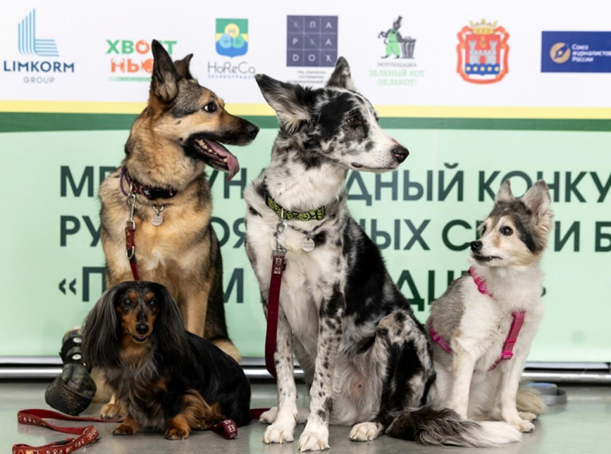 Объявляем победителей «Народного голосования» премии «Мой ласковый и нужный зверь»