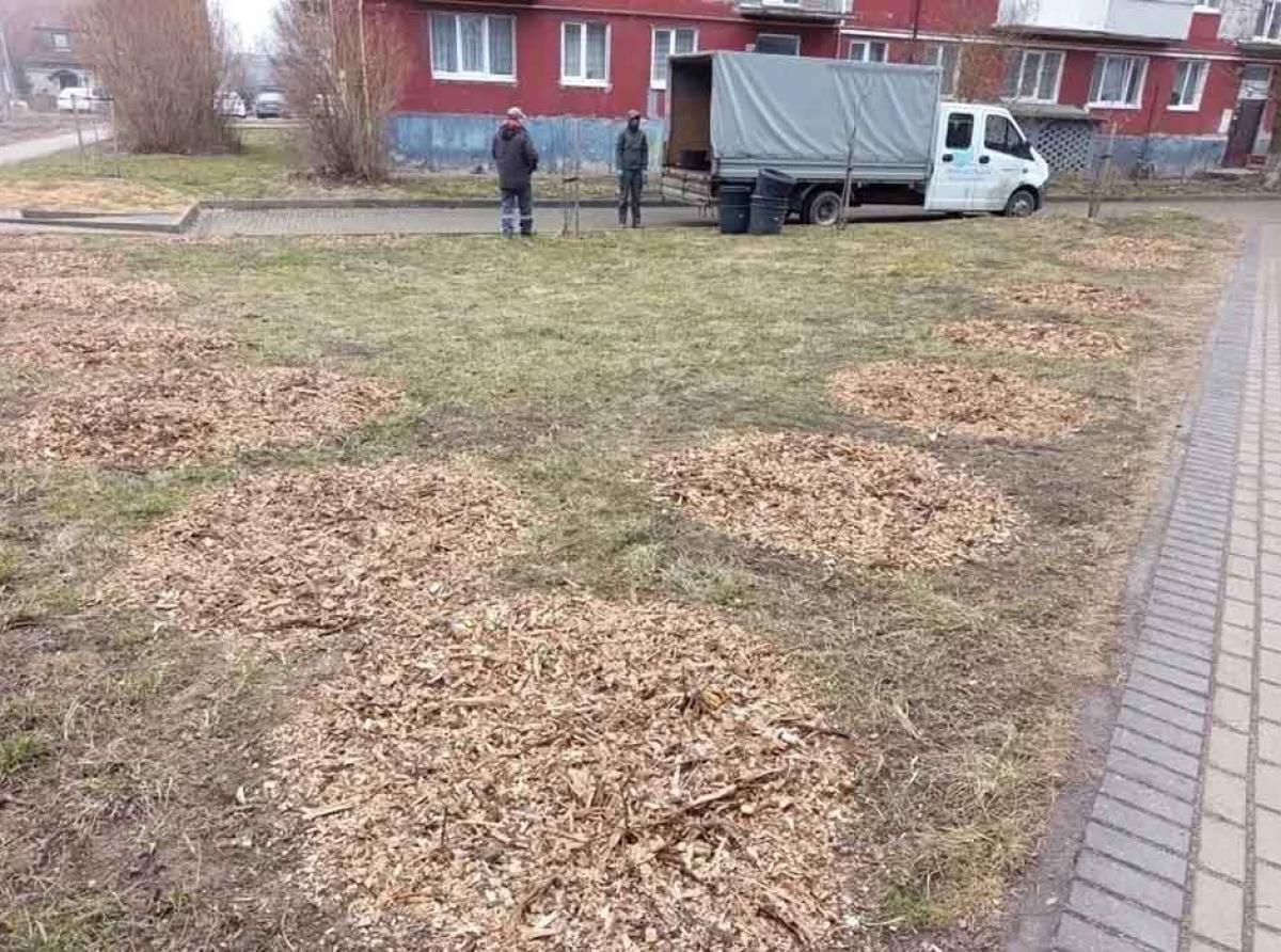 В Зеленоградске с клумб пропадают новые саженцы роз