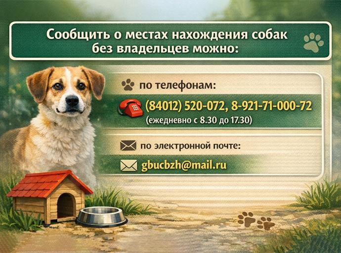 О безнадзорных животных