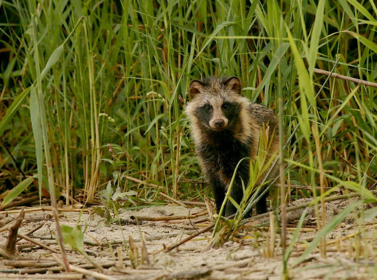 Подведены итоги учёта численности диких животных, обитающих на Куршской косе