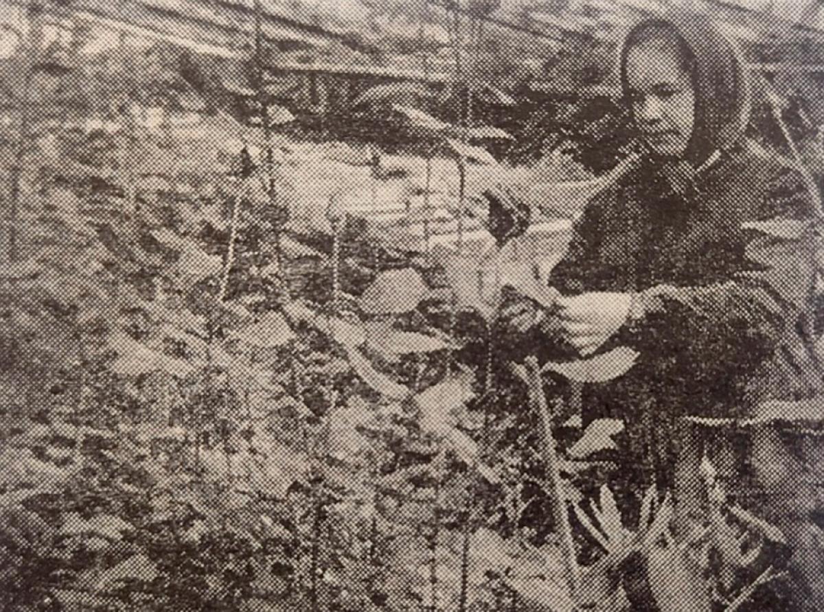 По страницам архивных газет