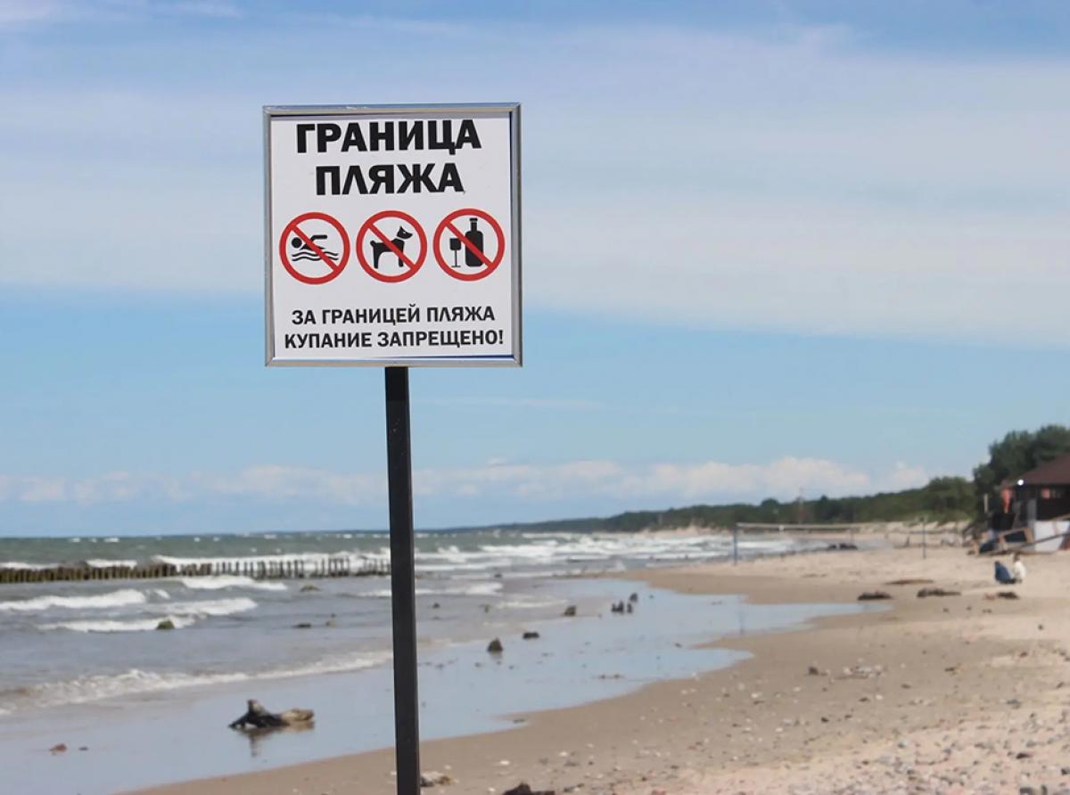 Как выгуливать собаку