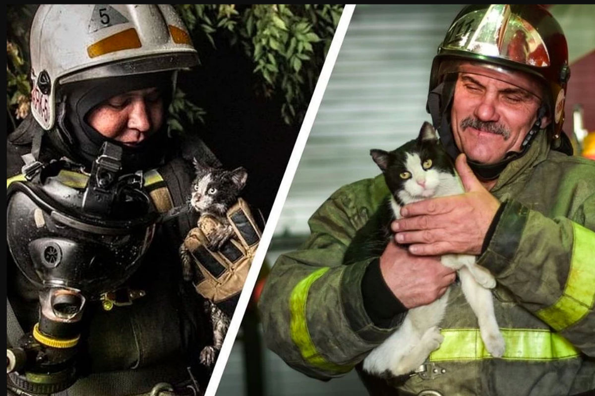 2. Кот Гидрант