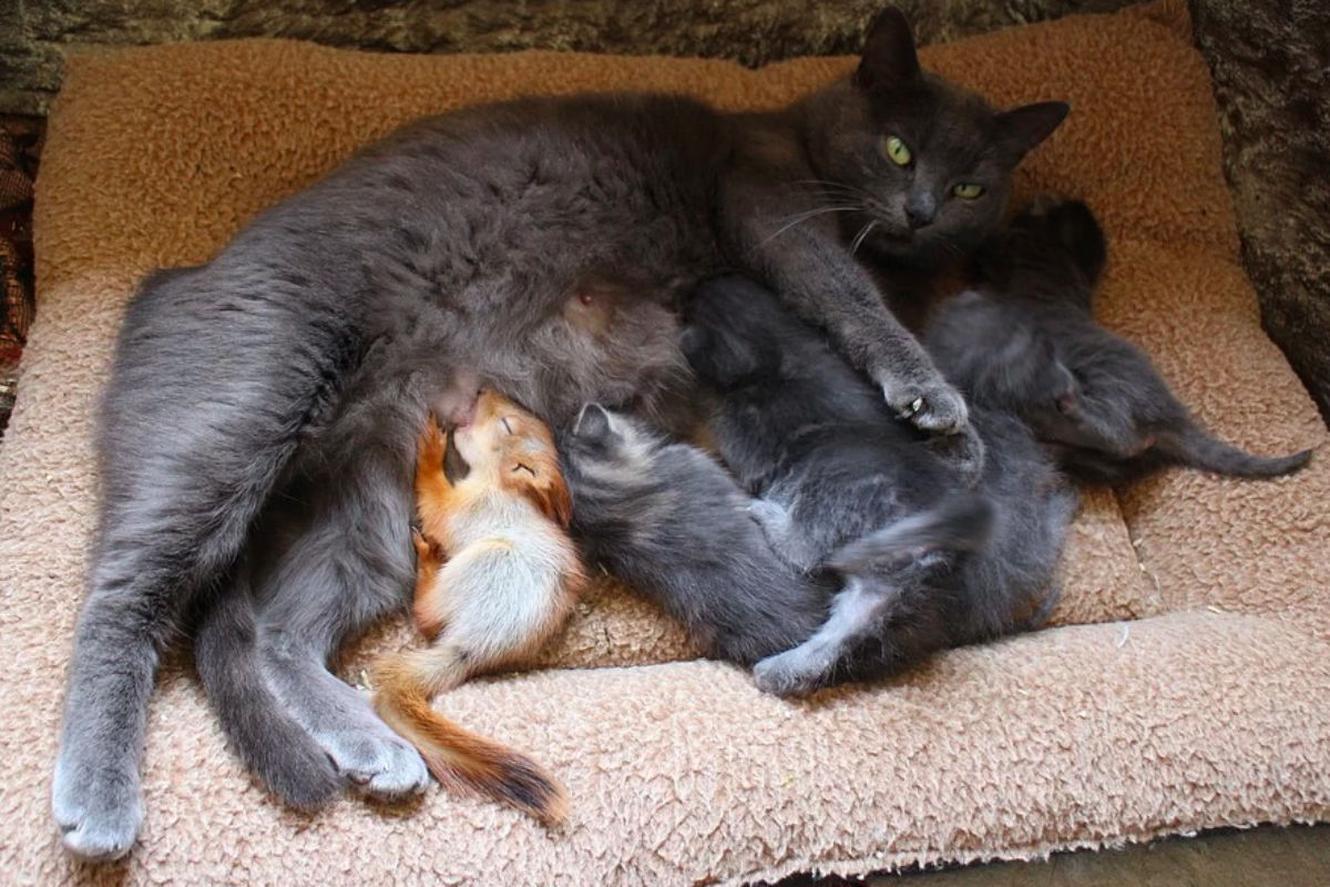 3. Кошка Мурка и бельчата
