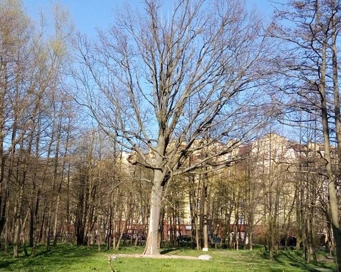 Дуб «Императорский»